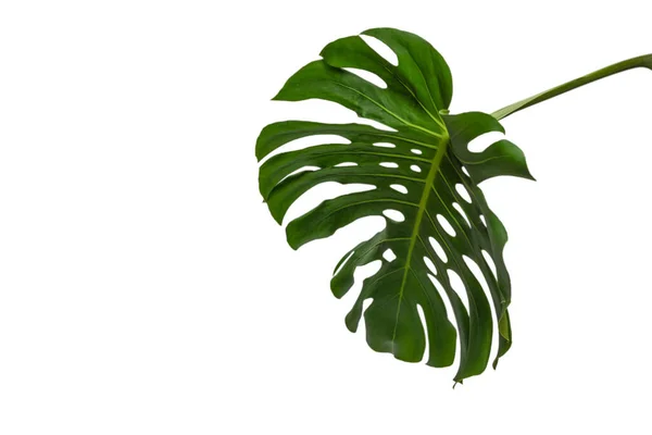 Monstera Planta Verde Isolado Fundo Branco — Fotografia de Stock