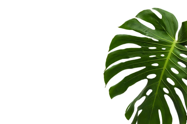 Planta Verde Monstera Aislada Sobre Fondo Blanco — Foto de Stock