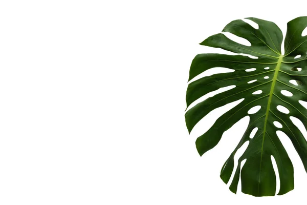 Monstera Planta Verde Isolado Fundo Branco — Fotografia de Stock