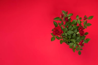 Kırmızı arkaplanda kırmızı güller. Boşluğu kopyala.