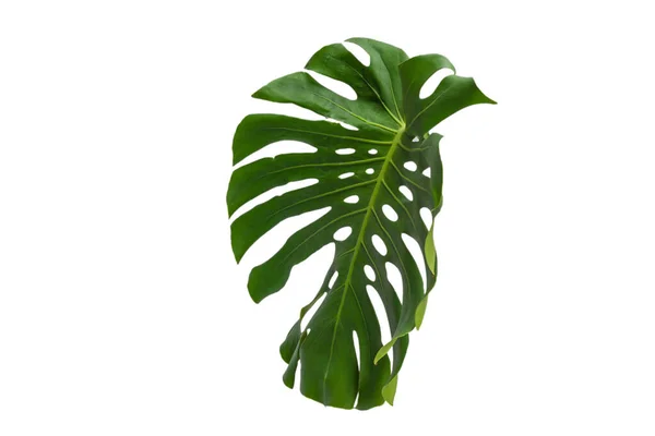 Monstera Planta Verde Isolado Fundo Branco — Fotografia de Stock