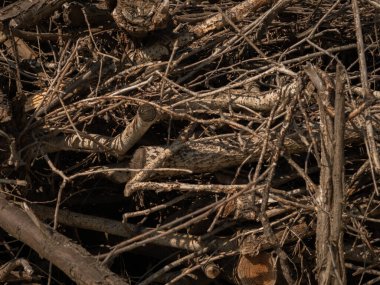 Arka plan olarak bir yığın kuru dal. Ahşap arkaplan. 