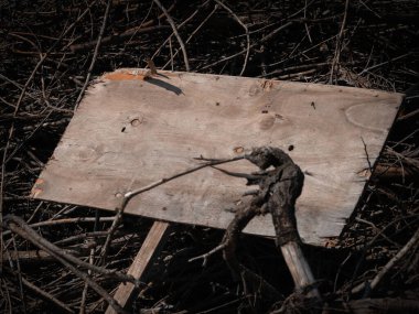 Korkunç boş ahşap levha kuru dalların üzerinde yatıyor. Uzayı kopyala Cadılar Bayramı. 