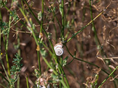 Salyangozlu ağaç dalı. Açık hava, yeşil park..