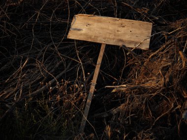 Korkunç boş ahşap levha kuru dalların üzerinde yatıyor. Uzayı kopyala Cadılar Bayramı. 