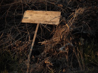 Korkunç boş ahşap levha kuru dalların üzerinde yatıyor. Uzayı kopyala Cadılar Bayramı. 