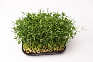 Beyaz arka planda taze bezelye mikroyeşil filizleri. Sağlıklı yemek.. 