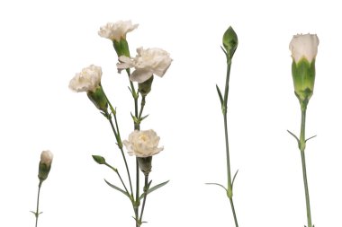 Beyaz bir arka planda izole edilmiş güzel karanfil çiçeği.. 