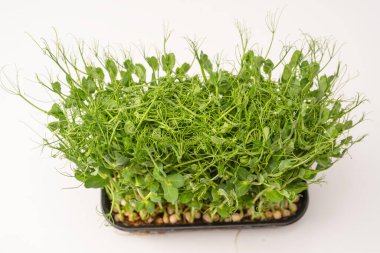 Beyaz arka planda taze bezelye mikroyeşil filizleri. Sağlıklı yemek.. 