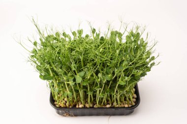 Beyaz arka planda taze bezelye mikroyeşil filizleri. Sağlıklı yemek.. 