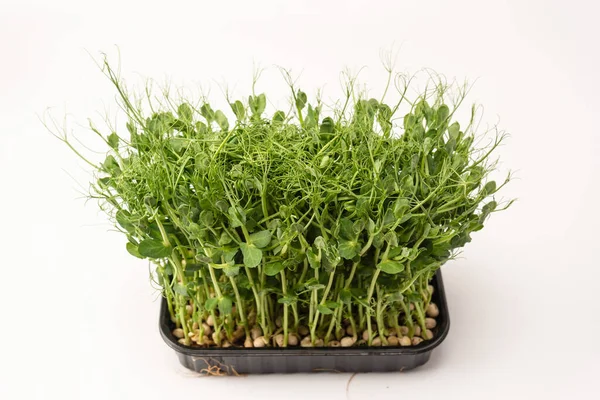 Beyaz arka planda taze bezelye mikroyeşil filizleri. Sağlıklı yemek.. 