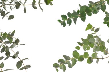 Beyaz arka planda izole edilmiş taze okaliptüs filizi.. 