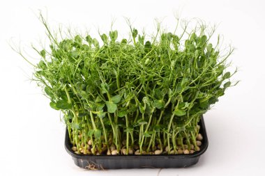 Beyaz arka planda taze bezelye mikroyeşil filizleri. Sağlıklı yemek.. 