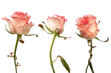 Pembe ve beyaz arkaplanda izole edilmiş güzel bir gül.. 