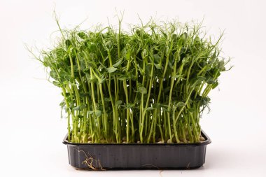 Beyaz arka planda taze bezelye mikroyeşil filizleri. Sağlıklı yemek.. 