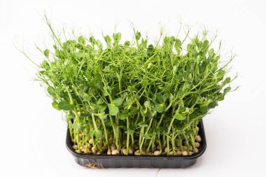 Beyaz arka planda taze bezelye mikroyeşil filizleri. Sağlıklı yemek.. 