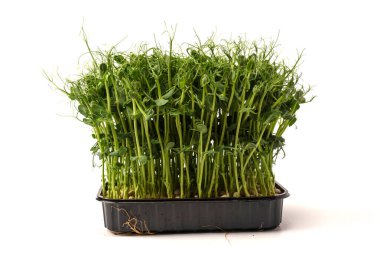 Beyaz arka planda taze bezelye mikroyeşil filizleri. Sağlıklı yemek.. 