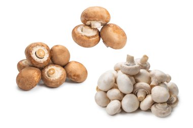 Şampiyon mantarı beyaz arka planda izole edilmiş. Üst görünüm. 