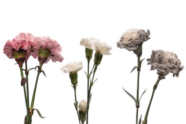 Pembe güzel karanfil çiçeği beyaz bir arkaplanda izole edilmiş.. 