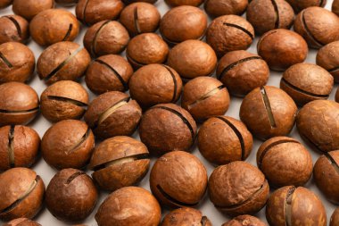 Beyaz arka planda izole edilmiş kabuklu Macadamia fındıkları. Üst görünüm.