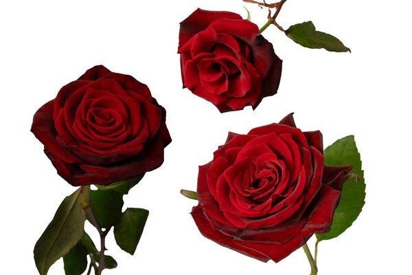 Beautiful red rose isolated on a white background.