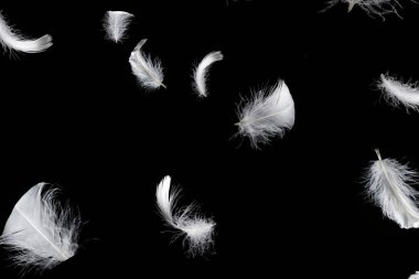 Siyah bir arkaplanda beyaz yüzen tüy izole.