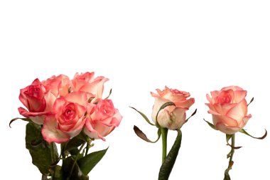 Pembe ve beyaz arkaplanda izole edilmiş güzel bir gül..