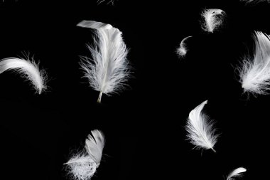 Siyah bir arkaplanda beyaz yüzen tüy izole.