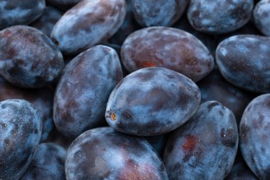 Taze erikler. Üst Manzara. Organik yiyecekler.