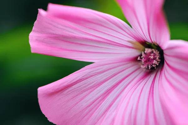 Hermosas flores de cerca —  Fotos de Stock