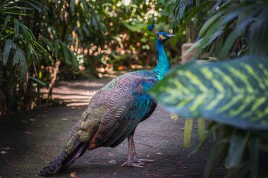 Bali kuşlar Park'ta güzel tavus kuşu. Endonezya