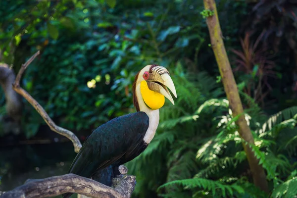 Vie sauvage de l'île de Bali. Indonésie — Photo