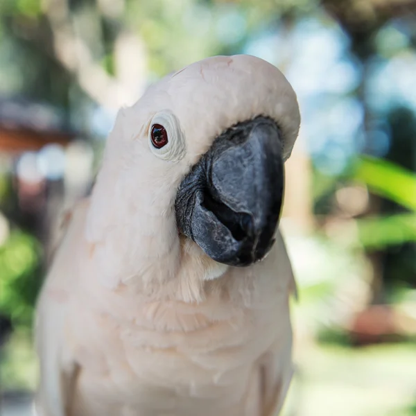 Close-up white parrot at Bali Birds Park. Indonesia — Stock Photo, Image