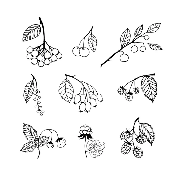 Garten und wilden Beeren. Vektor-illustration — Stockvektor