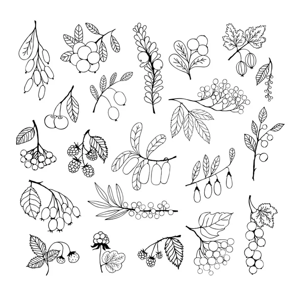 Set of garden and wild hand-drawn sketch berries — Stok Vektör