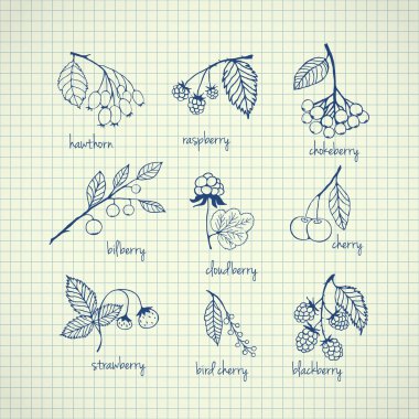 Set of garden and wild hand-drawn berries