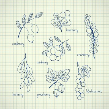 Set of garden and wild hand-drawn sketch berries