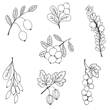 Berries sketch seamless pattern. Vector illustration