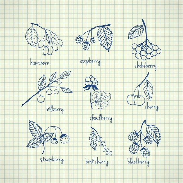 Set Garten und wilden Beeren von Hand gezeichnet — Stockvektor