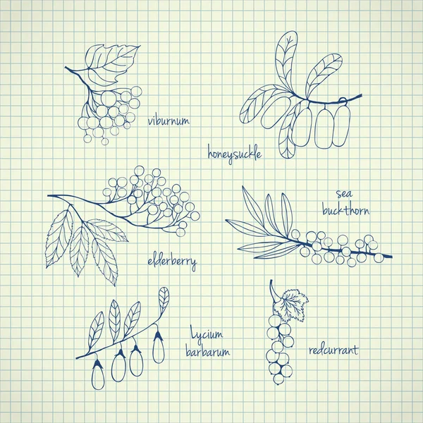 Set of garden and wild hand-drawn sketch berries — Stok Vektör
