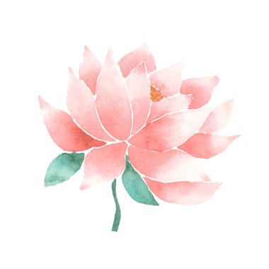 Vektör suluboya lotus çiçek pembe