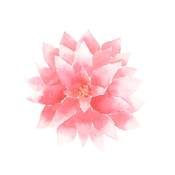 Rosa de flor de loto acuarela Vector — Archivo Imágenes Vectoriales