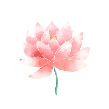 Vektör suluboya lotus çiçek pembe