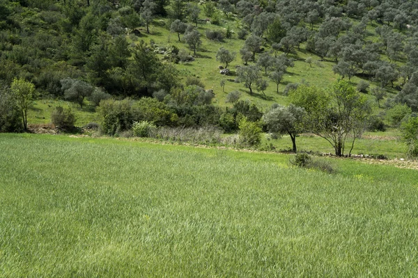 Campo de emagrecimento agrícola — Fotografia de Stock