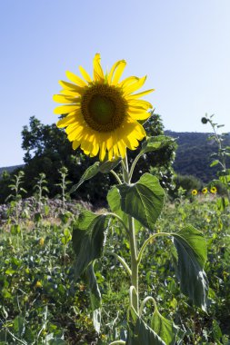 Doğal rötuşlanmamış ayçiçeği