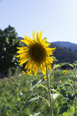 Doğal rötuşlanmamış ayçiçeği
