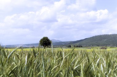 Tarım alanı, Akdeniz ülke seçip ayırmak