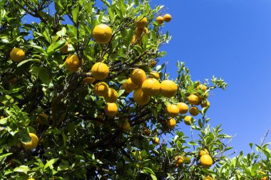 Yeşil alanda portakal ağacı
