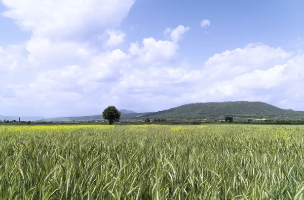 Champ de glanage agricole dans le pays méditerranéen — Photo