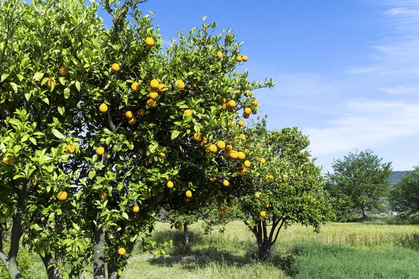 Pomarańczowe drzewa w zielonym polu — Zdjęcie stockowe